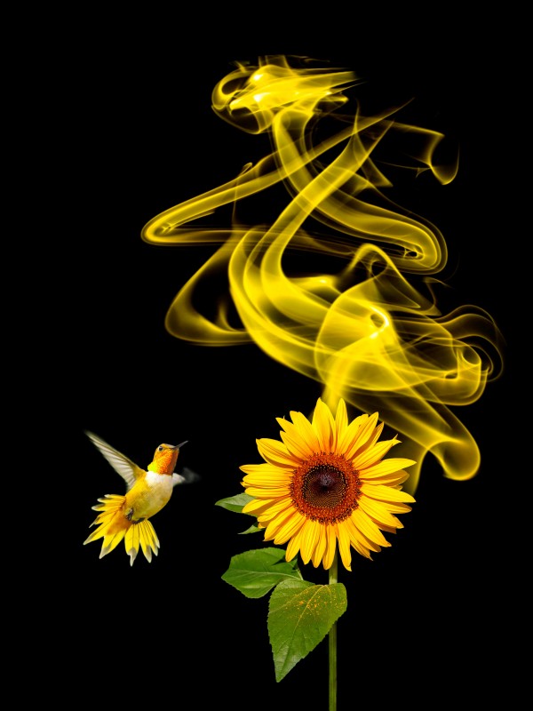 Stop and smell the colors - 4 of 8 by Rafael Ramirez